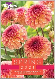 Spring Trends